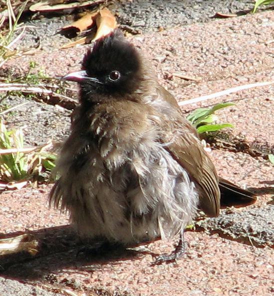 baba tiptol nog groter.jpg - Waar is my ma?